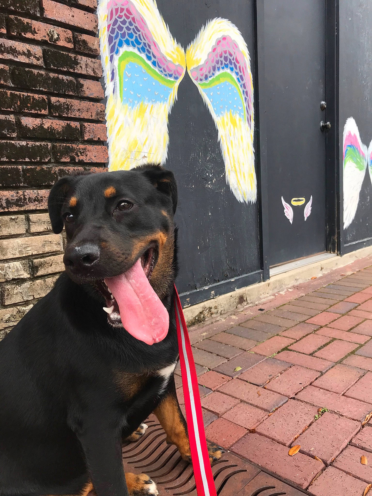 Rada is registered to the contest to win money with this photo: canidae, carnivore, dog, dog_breed, dog_collar, formosan_mountain_dog, leash, mammal, pink, snout, sporting_group, street_dog