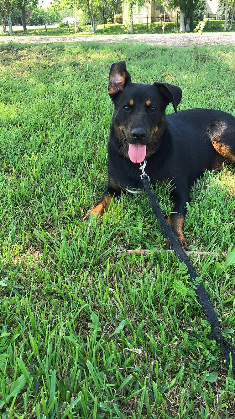 Rada is registered to the contest to win money with this photo: beauceron, black_and_tan_terrier, canidae, carnivore, dog, dog_breed, german_pinscher, gladiolus, grass, guard_dog, huntaway, hunting_dog, jagdterrier, mammal, manchester_terrier, plant, rare_breed_dog, vertebrate