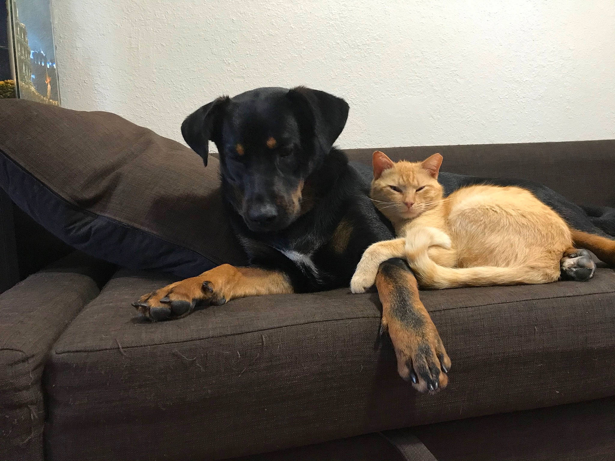 Rada is registered to the contest to win money with this photo: canidae, carnivore, companion_dog, dog, dog_breed, feist, guard_dog, huntaway, mammal, patterdale_terrier, potcake_dog, puppy, sporting_group, street_dog