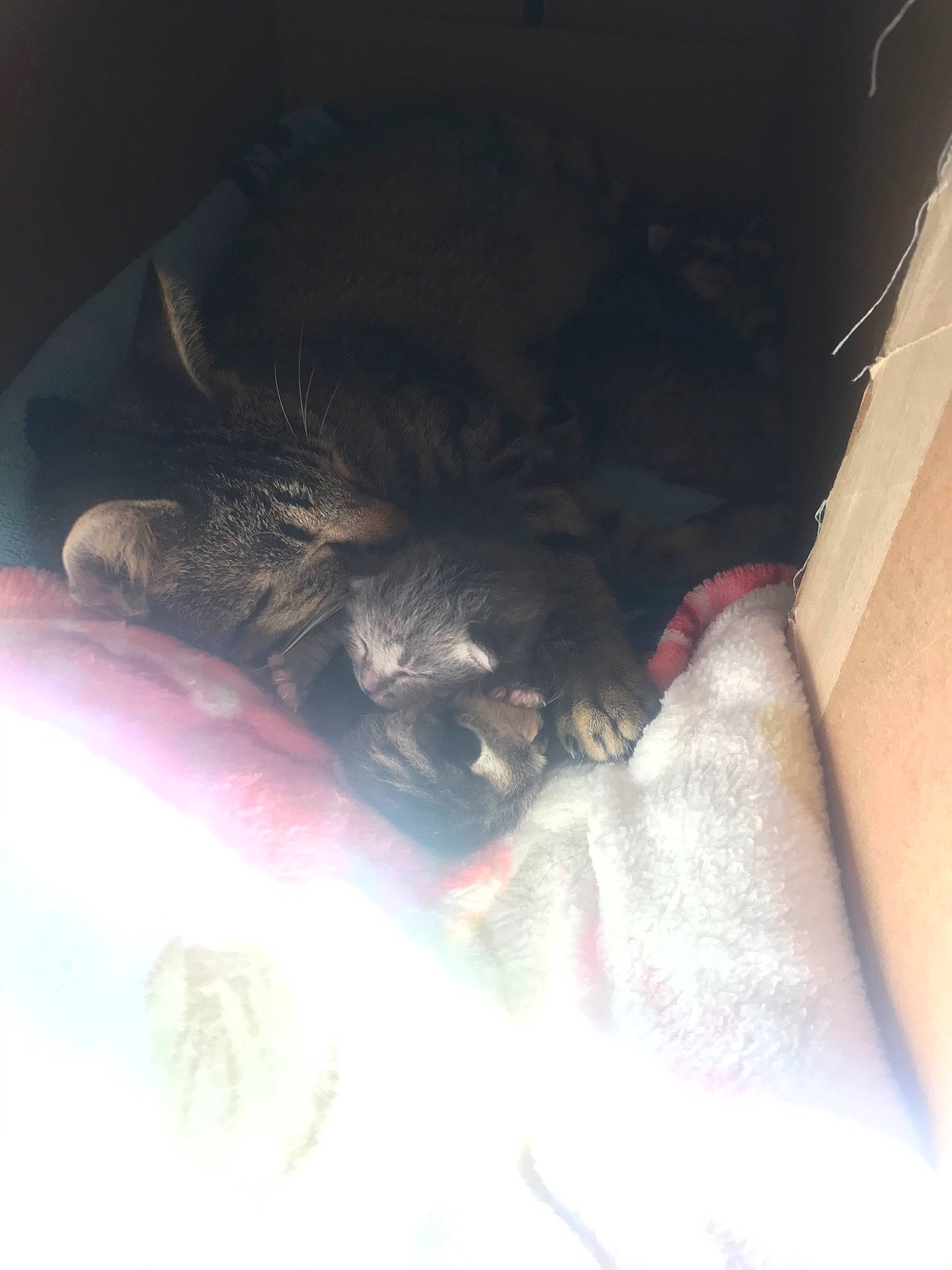 Rada is registered to the contest to win money with this photo: canidae, carnivore, cat, ear, eye, felidae, fur, kitten, nose, skin, small_to_medium_sized_cats, snout, whiskers