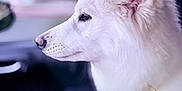 Pele joined the competition — help win amazing prizes! dog, white_dog, pet, canine, fluffy, side_profile, indoors, car_interior, window, calm, portrait, animal, mammal, furry, ears, snout, collar, soft_light, blurred_background, sitting
