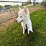 Pele is registered to the contest to win money with this photo: dog, white_dog, fluffy, grass, leash, collar, outdoor, fence, tree, rural, sky, happy, pet, canine, nature, animal, summer, daylight, ears, sitting