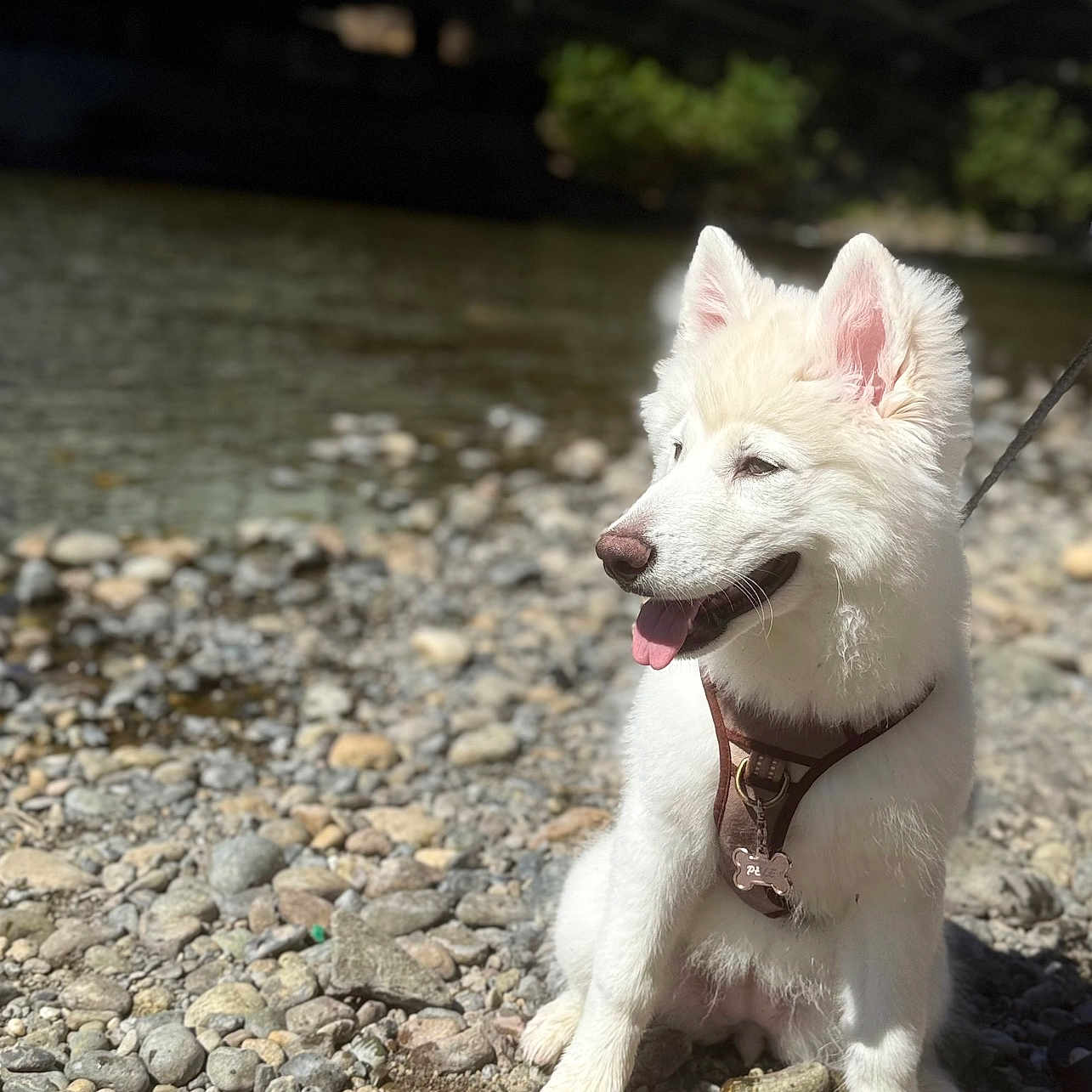 Pele