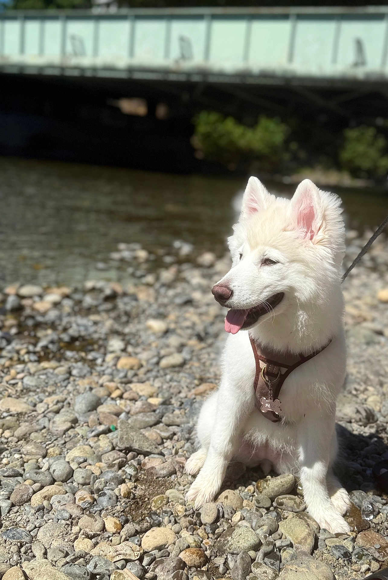 Pele