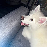 Pele is registered to the contest to win money with this photo: dog, white, fluffy, couch, indoor, pet, canine, happy, ears, tongue, smiling, furniture, living_room, bed, shelf, books, floor, home, relaxed, side_view