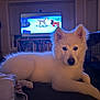 Pele is registered to the contest to win money with this photo: dog, white_dog, bed, blanket, indoor, television, animation, cozy, pet, canine, living_room, furniture, window, bookshelf, cage, relaxed, fur, ears, paw, night