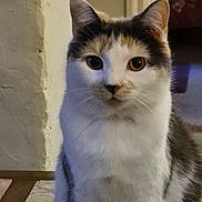 Sugar Butt joined the competition — help win amazing prizes! animal, cat, closeup, curious, domestic, ears, eyes, face, feline, fur, furry, indoor, mammal, marble, pet, portrait, sitting, table, whiskers, wood