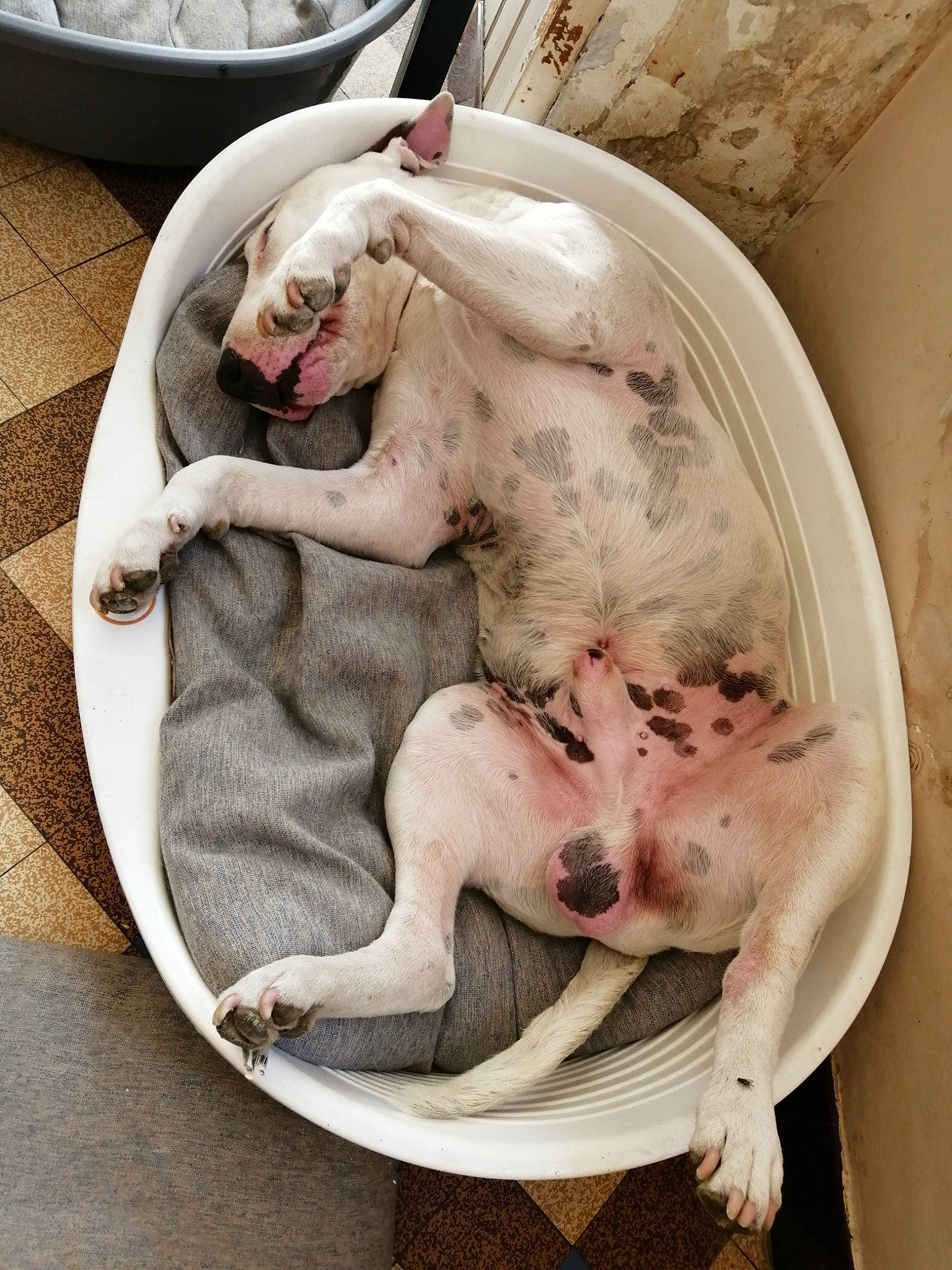 Marius a rejoint le concours — aidez-le/la à gagner de superbes lots ! baby_products, bathing, bull_terrier, canidae, carnivore, comfort, companion_dog, dishware, dog, dog_bed, dog_breed, dog_supply, domestic_pig, fawn, felidae, snout, sporting_group, tail, toy_dog, working_animal