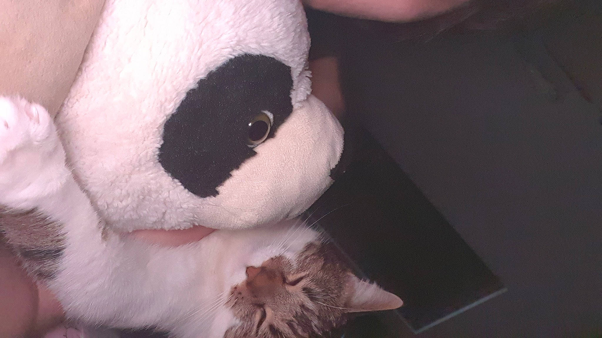 Tic a rejoint le concours — aidez-le/la à gagner de superbes lots ! fur, hand, nose, plush, skin, snout, stuffed_toy, teddy_bear, textile, toy