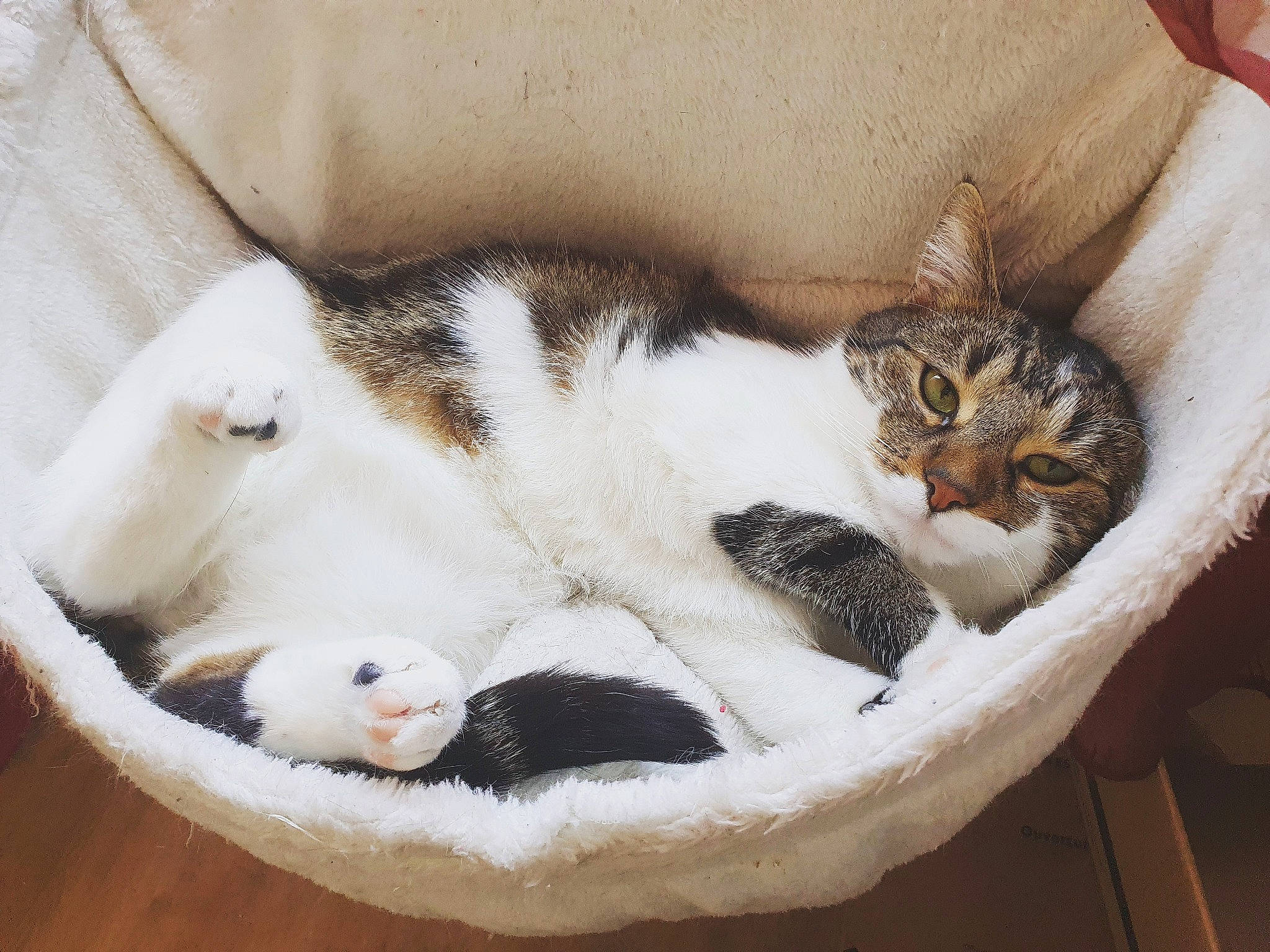 Tic a rejoint le concours — aidez-le/la à gagner de superbes lots ! aegean_cat, american_curl, american_wirehair, carnivore, cat, cat_bed, cat_supply, domestic_short_haired_cat, european_shorthair, felidae, fur, kitten, nap, paw, polydactyl_cat, small_to_medium_sized_cats, tail, whiskers
