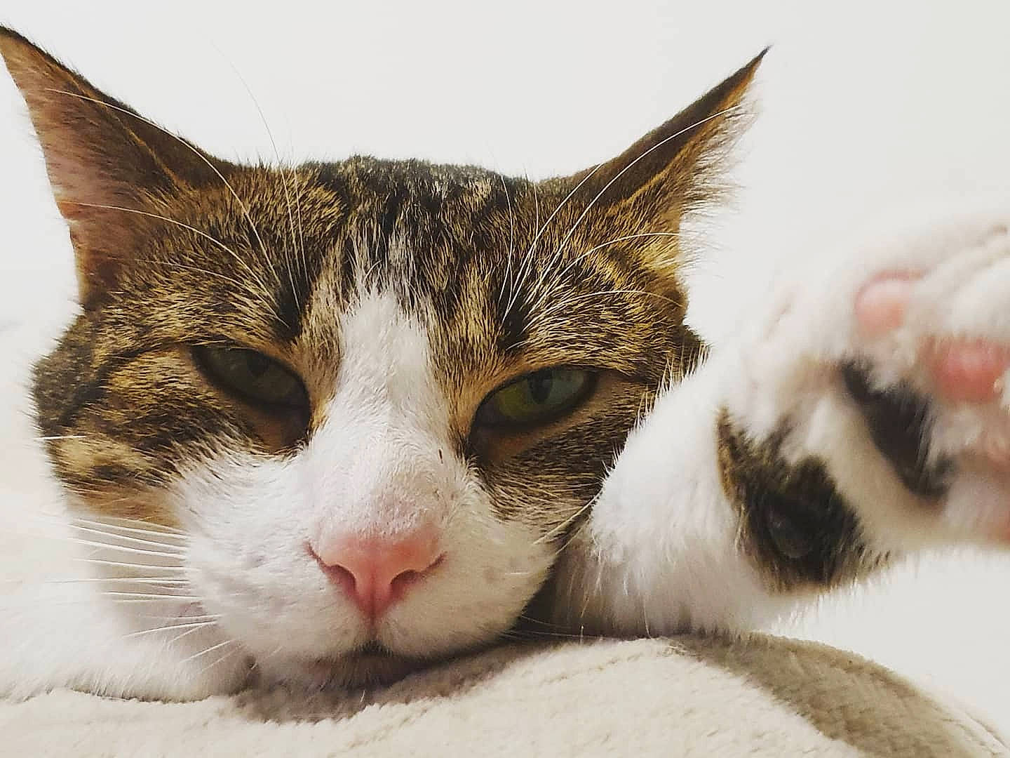 Tac participe au concours pour gagner de l'argent avec cette photo : aegean_cat, american_wirehair, asian, carnivore, cat, close_up, domestic_short_haired_cat, european_shorthair, eye, felidae, fur, kitten, mammal, nose, paw, polydactyl_cat, small_to_medium_sized_cats, snout, tabby_cat, whiskers