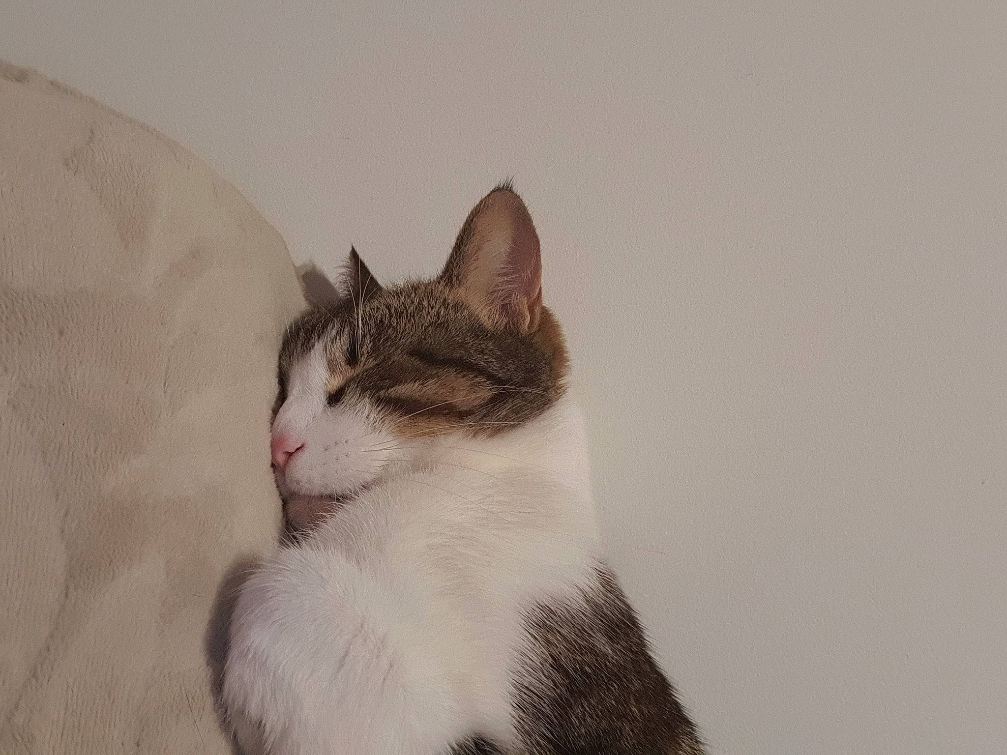 Tac participe au concours pour gagner de l'argent avec cette photo : aegean_cat, american_wirehair, carnivore, cat, domestic_short_haired_cat, european_shorthair, eye, felidae, fur, kitten, mammal, small_to_medium_sized_cats, snout, tail, whiskers