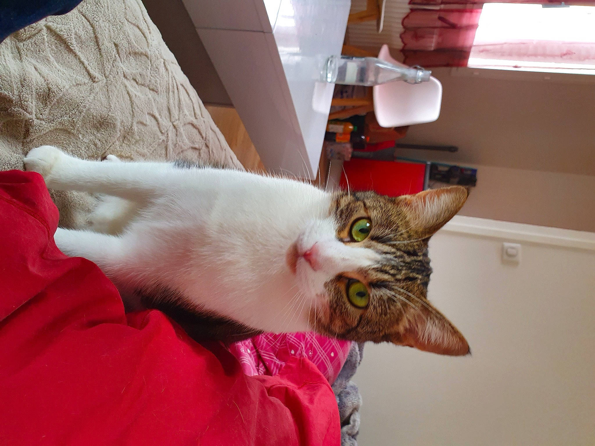 Tac a rejoint le concours — aidez-le/la à gagner de superbes lots ! aegean_cat, asian, carnivore, cat, domestic_short_haired_cat, ear, european_shorthair, felidae, fur, german_rex, kitten, small_to_medium_sized_cats, tail, turkish_van, whiskers