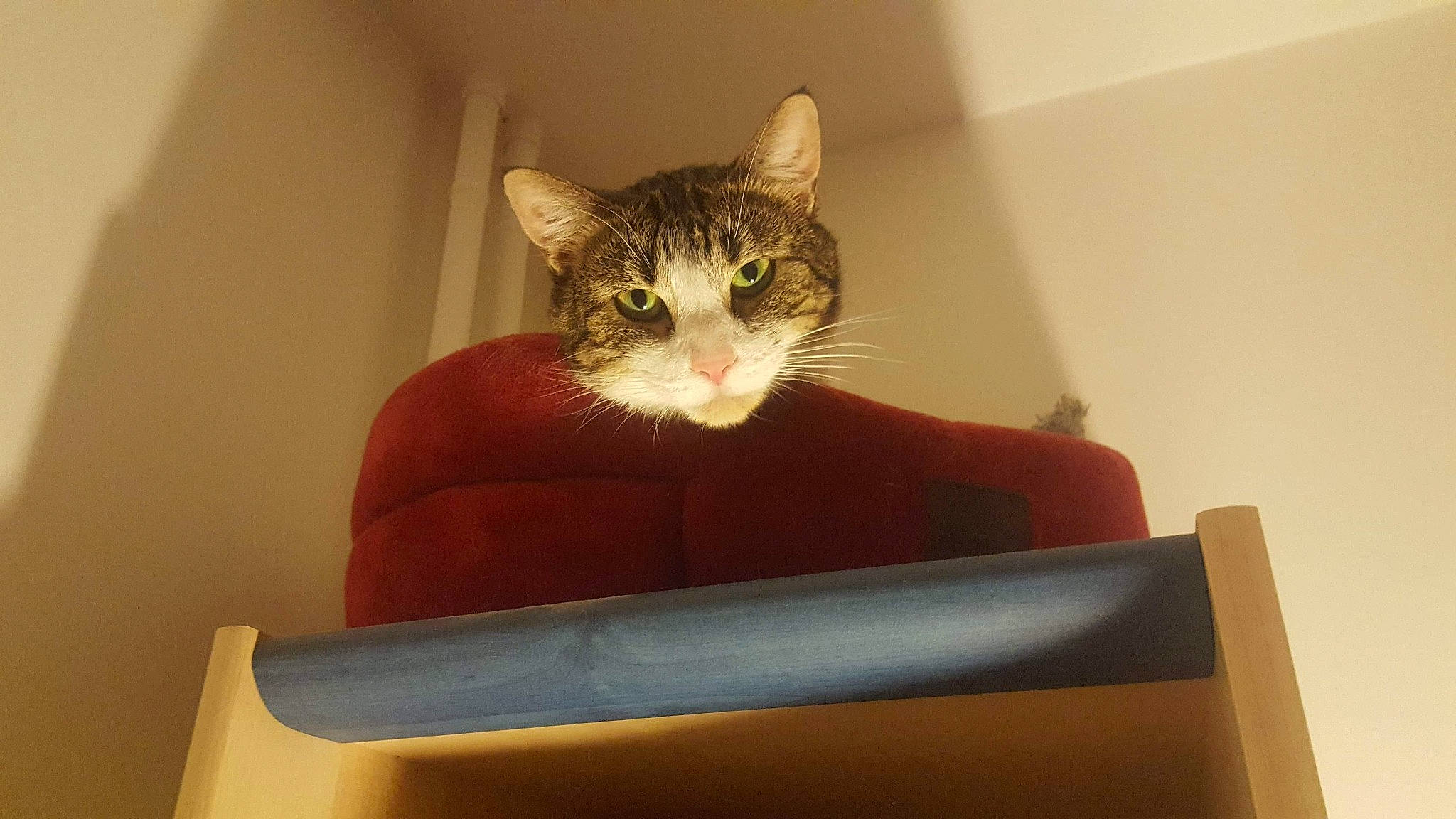 Tac a rejoint le concours — aidez-le/la à gagner de superbes lots ! american_shorthair, asian, carnivore, cat, domestic_short_haired_cat, european_shorthair, felidae, furniture, kitten, polydactyl_cat, sitting, small_to_medium_sized_cats, tabby_cat, table, whiskers