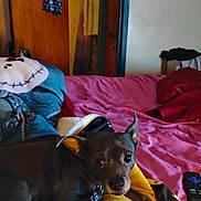 Boozer joined the competition — help win amazing prizes! bed, blanket, casual, clothing, collar, comfort, curious, dog, ears, eyes, furniture, home, indoor, pet, pink_bedspread, remote_control, resting, room, wooden_door, yellow_blanket