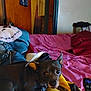 bed, blanket, casual, clothing, collar, comfort, curious, dog, ears, eyes, furniture, home, indoor, pet, pink_bedspread, remote_control, resting, room, wooden_door, yellow_blanket