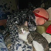 Toby is registered to the contest to win money with this photo: animal, blanket, cat, comfort, cozy, domestic, ears, eyes, fur, furniture, indoor, nose, patterned_fabric, pet, plush_toy, relaxation, resting, soft_texture, tabby_cat, whiskers