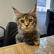 Yana participe au concours pour gagner de l'argent avec cette photo : cat, tabby, fluffy, whiskers, ears, wooden_table, indoor, chair, window, curious, pet, feline, animal, closeup, young_cat, looking, paws, domestic, house, light