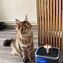 cat, tabby_cat, pet, water_fountain, floor, wooden_floor, indoor, furniture, modern, animal, fur, ears, whiskers, eyes, tail, curious, sitting, household, home, interior