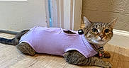 Mj joined the competition — help win amazing prizes! cat, tabby, pet, indoor, floor, wooden_floor, outfit, clothing, purple, curious, lying_down, collar, cute, animal, feline, domestic, texture, wall, door, resting
