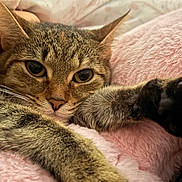 Mj is registered to the contest to win money with this photo: cat, tabby_cat, paw, close_up, pet, feline, fur, whiskers, ears, nose, eyes, pink_blanket, cozy, relaxed, resting, indoor, soft_texture, animal, cute, sleepy