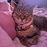 Mj joined the competition — help win amazing prizes! cat, tabby, pink_bow, collar, sleeping, cozy, pillow, blanket, indoor, pet, feline, cute, relaxed, resting, fur, whiskers, closeup, bedroom, soft_lighting, nap