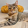 Mj is registered to the contest to win money with this photo: cat, tabby, pet, indoor, floor, cushion, relaxed, animal, feline, whiskers, ears, fur, striped, domestic, laying, closeup, wooden_floor, background, cozy, calm