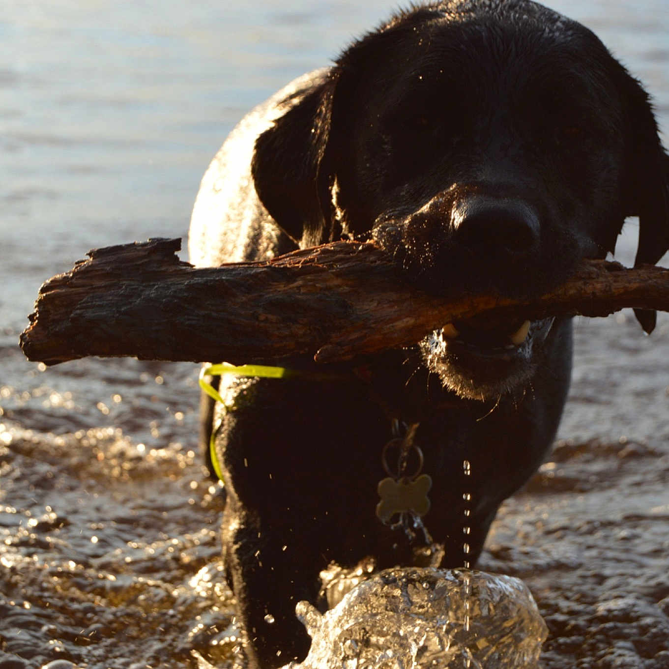 Dyson joined the competition — help win amazing prizes! boykin_spaniel, carnivoran, dog, dog_breed, dog_like_mammal, flat_coated_retriever, hunting_dog, labrador_retriever, retriever, snout, sporting_group, water, water_dog
