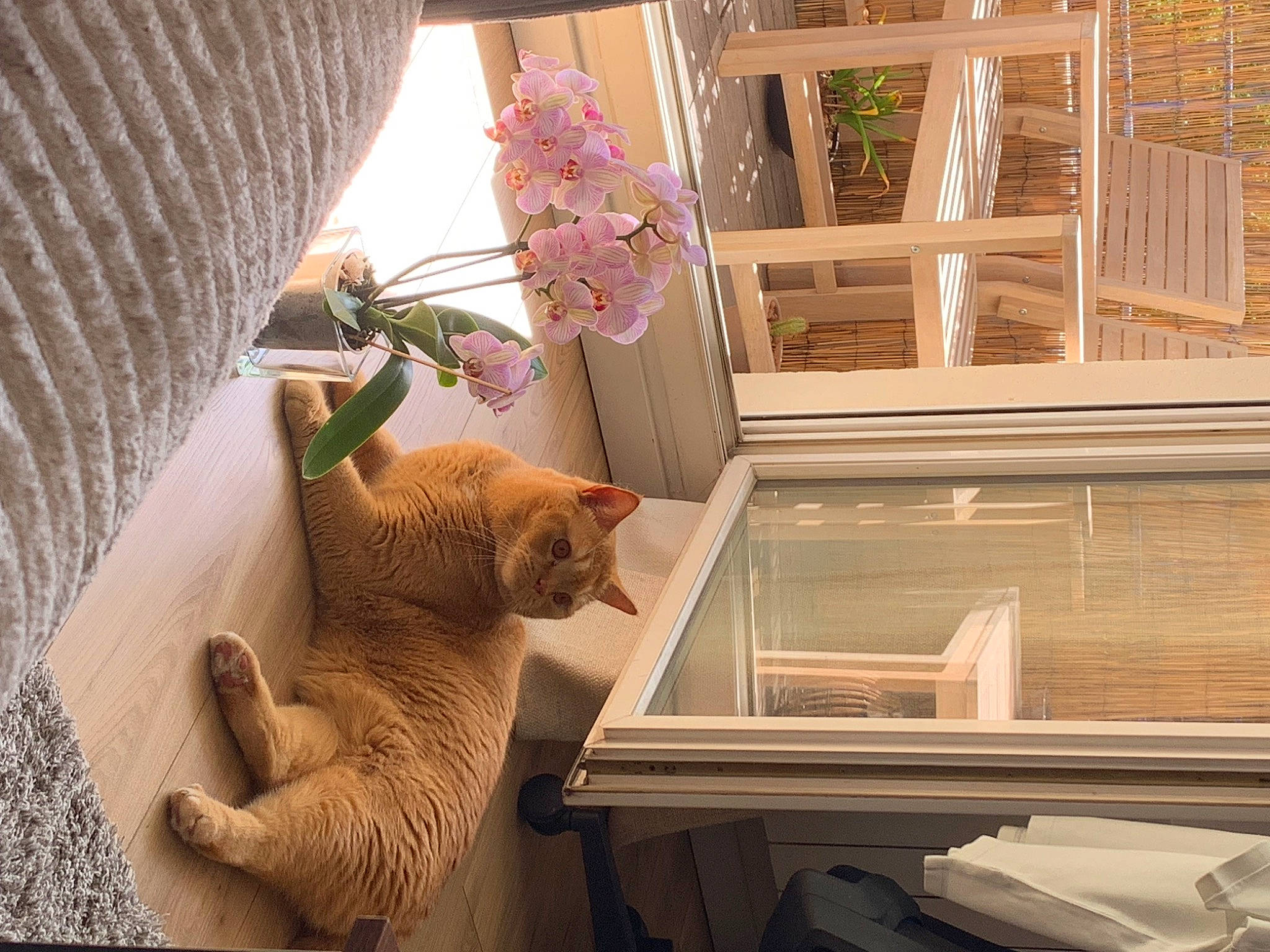 Patachon a rejoint le concours — aidez-le/la à gagner de superbes lots ! carnivore, cat, chair, comfort, fawn, felidae, flower, flowerpot, hardwood, interior_design, linens, plant, room, small_to_medium_sized_cats, table, tail, toy, whiskers, window, wood