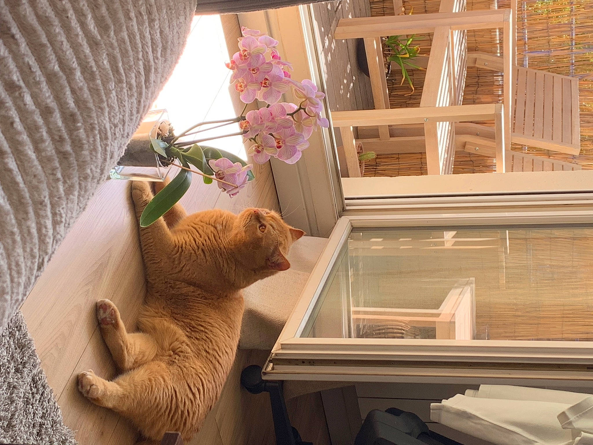 Patachon a rejoint le concours — aidez-le/la à gagner de superbes lots ! chair, comfort, fawn, felidae, flower, hardwood, house, houseplant, linens, plant, rectangle, room, shelving, small_to_medium_sized_cats, stuffed_toy, tail, toy, twig, window, wood