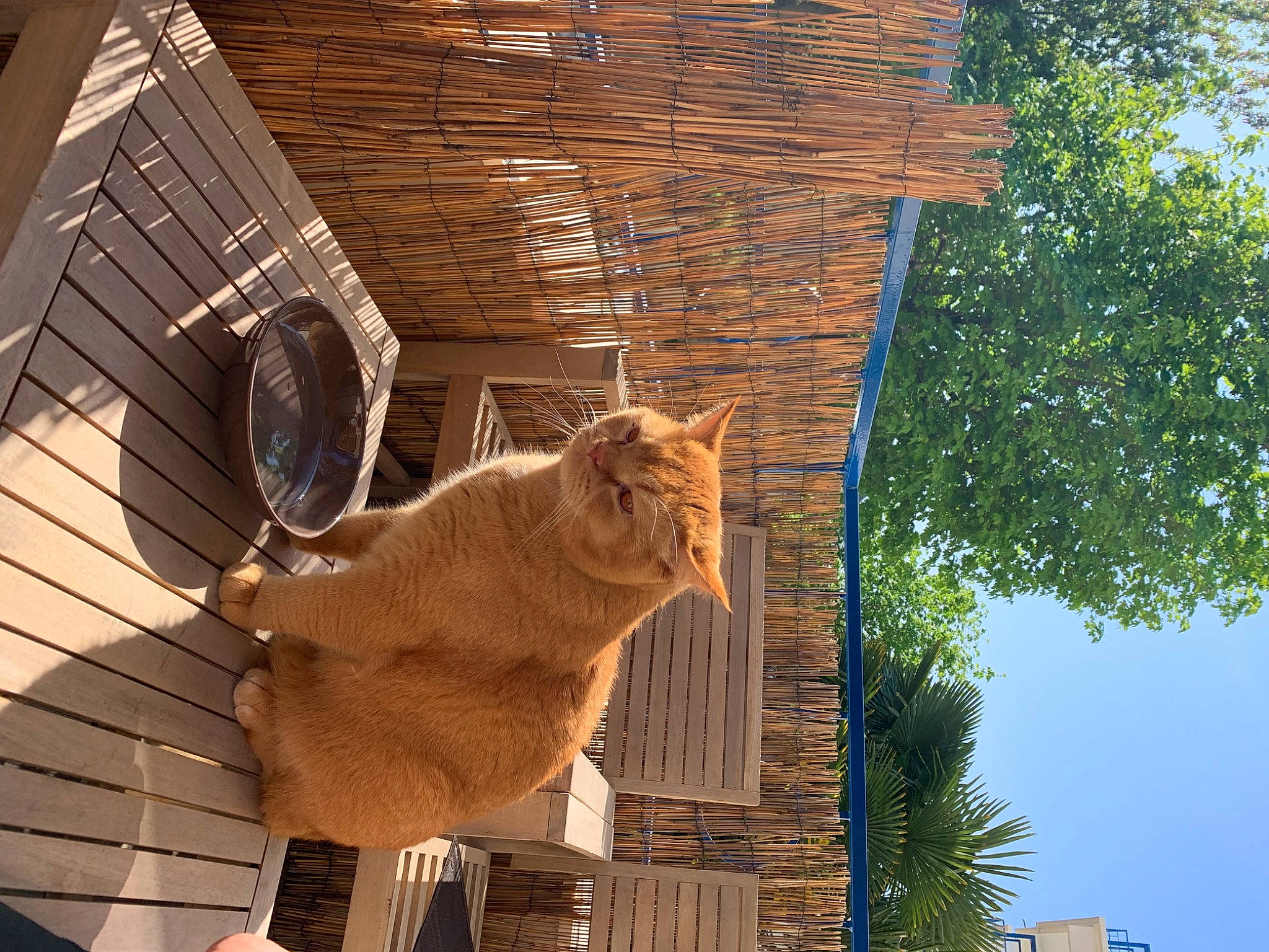 Patachon participe au concours pour gagner de l'argent avec cette photo : building, carnivore, cat, domestic_short_haired_cat, fawn, felidae, hardwood, plant, roof, shade, sky, small_to_medium_sized_cats, tail, tints_and_shades, tree, trunk, twig, whiskers, window, wood