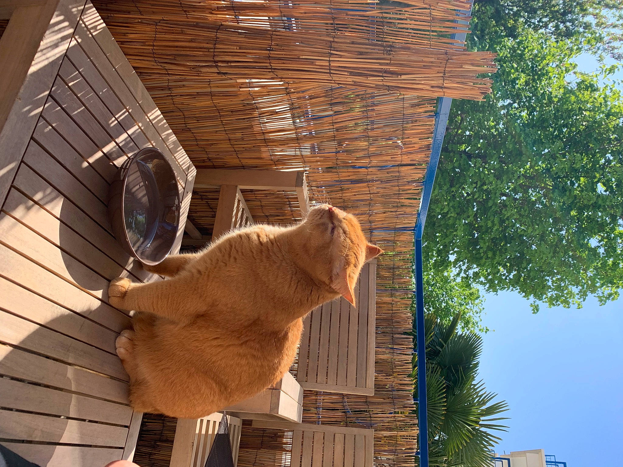 Patachon a rejoint le concours — aidez-le/la à gagner de superbes lots ! building, fawn, felidae, fur, hardwood, house, lumber, plant, roof, shade, siding, sky, small_to_medium_sized_cats, tail, tints_and_shades, tree, trunk, window, wood, wood_stain