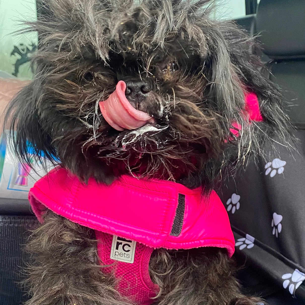Judy Botty is registered to the contest to win money with this photo: animal, canine, car, closeup, clothing, cute, dog, domestic_animal, fur, furry, indoor, messy_hair, paw_prints, pet, pink_jacket, seat, small_dog, tongue, tongue_out, transport