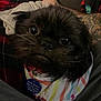 Judy Botty joined the competition — help win amazing prizes! animal, arm, black_fur, close_up, collar, companion, curious, cute, dog, furry, indoor, lap, looking_at_camera, person, pet, seated, small_dog, striped_clothing, tag, tattoo