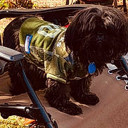 Judy Botty is registered to the contest to win money with this photo: animal, black_dog, blue_tag, camouflage_jacket, chair, collar, cute, daylight, dog, ears, fur, furry, grass, leaves, legs, nature, outdoor, pet, small_dog, standing