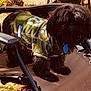animal, black_dog, blue_tag, camouflage_jacket, chair, collar, cute, daylight, dog, ears, fur, furry, grass, leaves, legs, nature, outdoor, pet, small_dog, standing