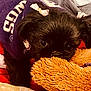 Judy Botty joined the competition — help win amazing prizes! animal, black_dog, blanket, bow, closeup, comfort, cozy, cute, dog, eyes, face, fur, indoor, pet, plush_toy, puppy, resting, small_dog, snuggling, toy