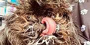 Judy Botty is registered to the contest to win money with this photo: animal, black_fur, canine, closeup, cute, dog, expression, fabric, face, foam, fur, indoors, messy, mouth, pet, pink, playful, seatbelt, tongue, whiskers