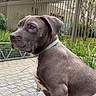 dog, puppy, gray_dog, sitting, portrait, collar, outdoor, garden, patio, fence, building, urban, greenery, short_hair, floppy_ears, brown_eyes, animal, pet, canine, photography