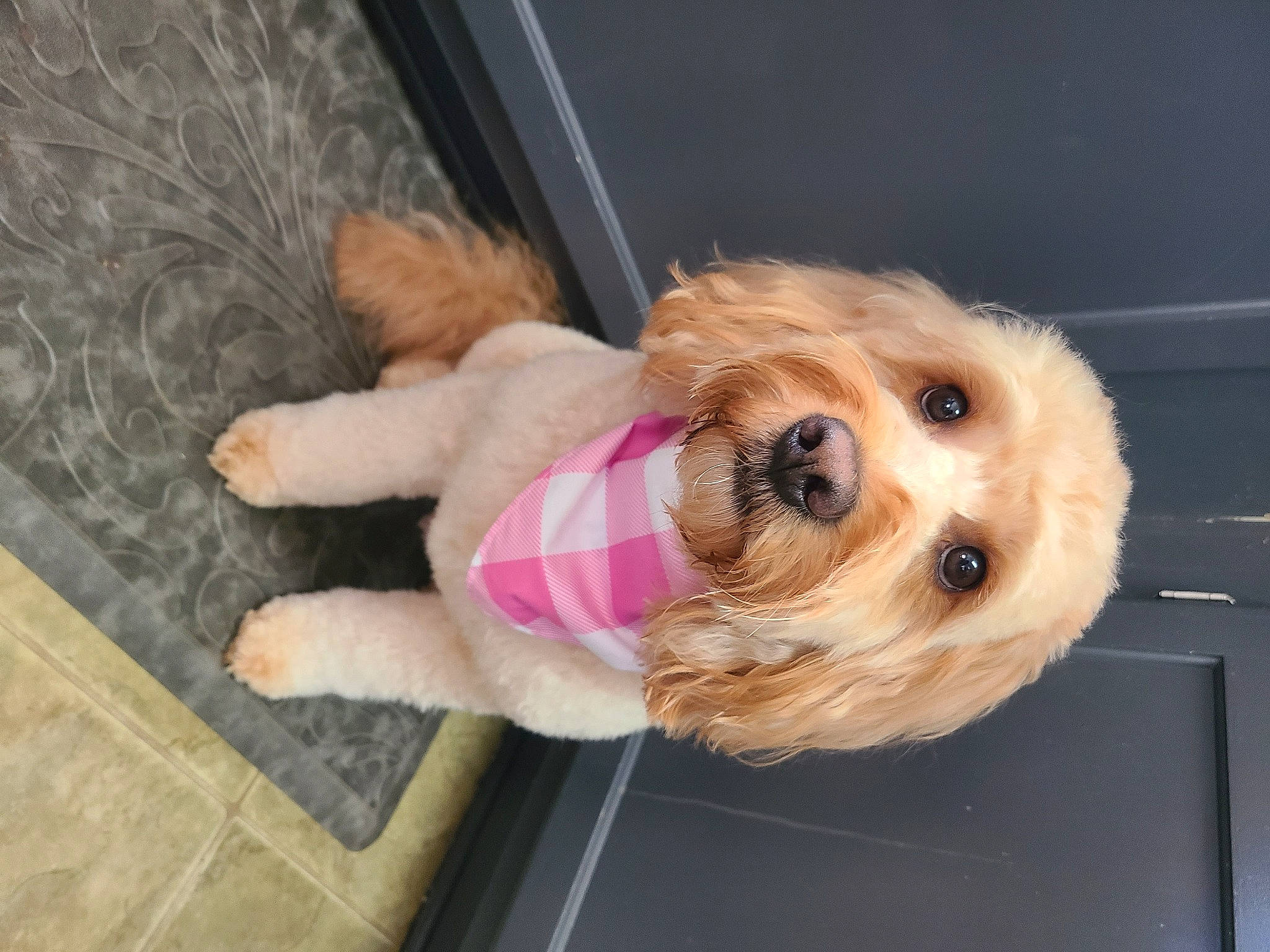 Carter is registered to the contest to win money with this photo: canidae, carnivore, collar, companion_dog, dog, dog_breed, dog_clothes, dog_collar, dog_supply, fawn, flooring, fur, paw, pet_supply, small_terrier, snout, sporting_group, toy, toy_dog, working_animal