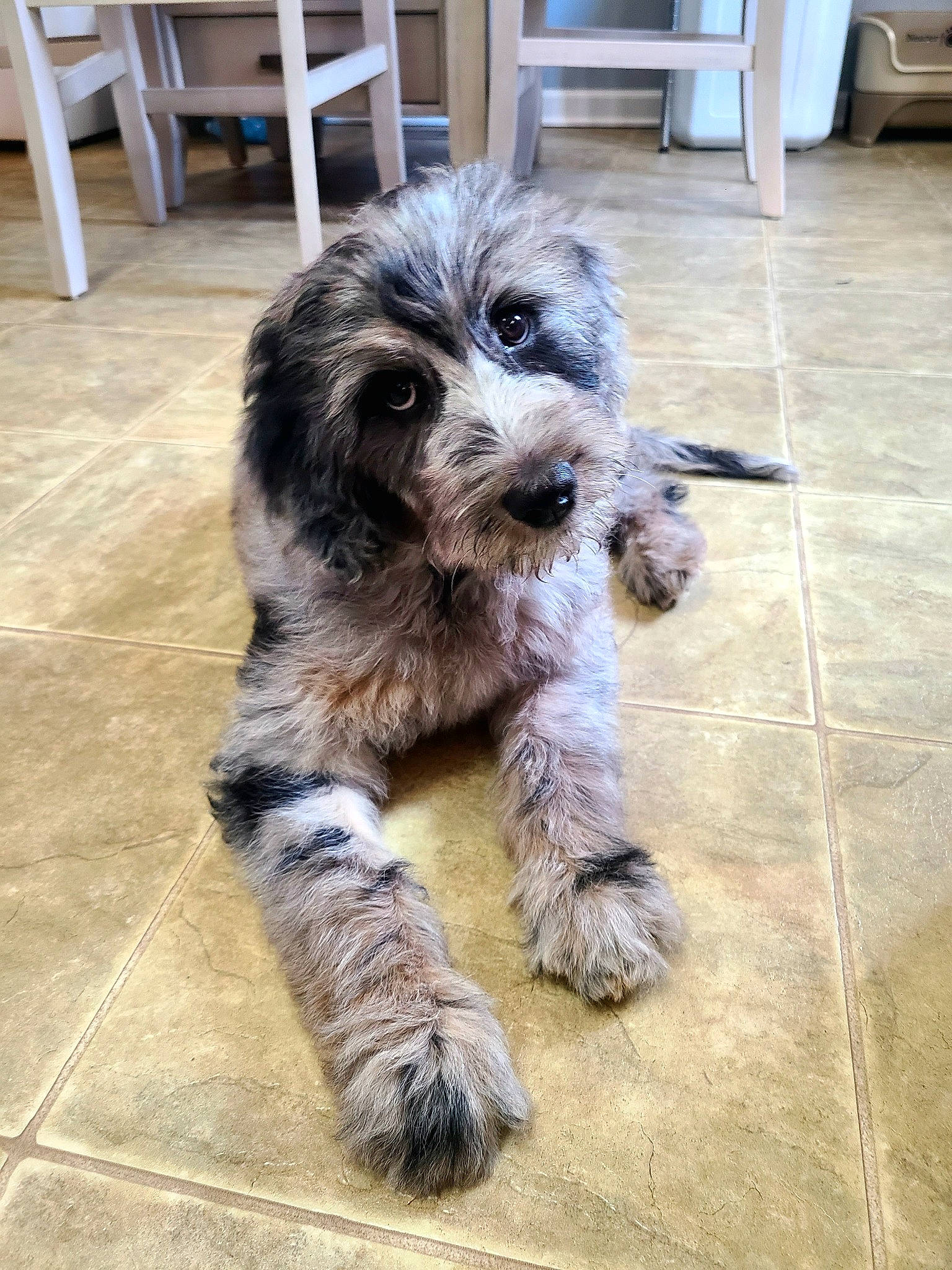 Harlo joined the competition — help win amazing prizes! canidae, carnivore, chair, companion_dog, dog, dog_breed, door, flooring, fur, hardwood, maltepoo, non_sporting_group, small_terrier, snout, sporting_group, terrier, toy_dog, water_dog, wood, working_animal