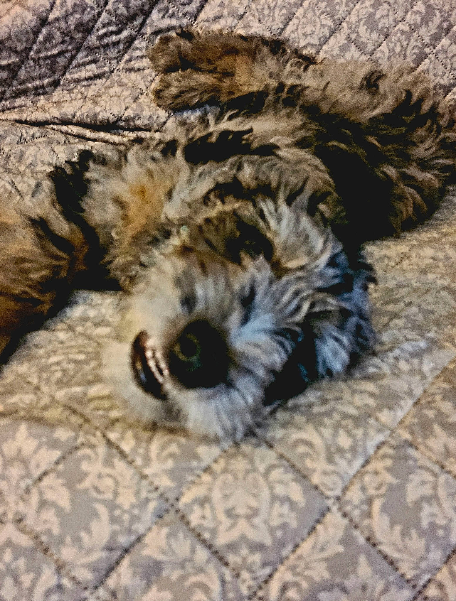 Harlo joined the competition — help win amazing prizes! canidae, carnivore, companion_dog, dog, dog_breed, felidae, fur, linens, poodle_crossbreed, rock, small_terrier, snout, soil, sporting_group, terrestrial_animal, terrier, toy_dog, water_dog, whiskers, wood