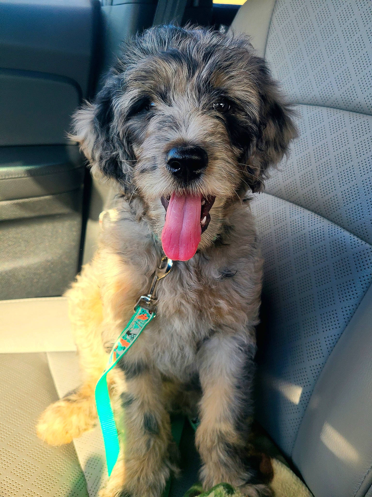 Harlo joined the competition — help win amazing prizes! canidae, carnivore, collar, companion_dog, dog, dog_breed, dog_collar, dog_supply, fur, mal_shi, paw, shih_poo, small_terrier, snout, sporting_group, terrier, toy_dog, water_dog, working_animal, yorkipoo