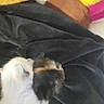 kitten, cat, blanket, plush_toy, soft_toy, black_blanket, white_cat, calico_cat, snuggling, cute, furry, pet, animal, indoor, cozy, resting, small, fur, young, sleepy