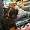 kitten, cat, tortoiseshell, toy, blanket, bed, indoor, cozy, furniture, pet, animal, sleeping, soft, warm, cute, small, fur, resting, television, blurred_background