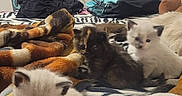 Penny is registered to the contest to win money with this photo: kitten, cat, bed, blanket, plush_toy, room, chair, mirror, furniture, shelf, backpack, indoor, animal, pet, cute, small, fur, resting, cozy, soft
