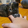 kitten, cat, hand, wooden_floor, indoor, pet, animal, cute, small, feline, claw, paw, resting, household, laundry_basket, soft_object, floor, domestic, young, fur