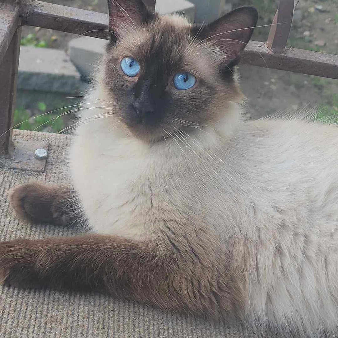 Momma Kitty joined the competition — help win amazing prizes! cat, siamese_cat, blue_eyes, fluffy, feline, pet, animal, outdoor, railing, garden, relaxed, lying_down, whiskers, fur, curious, close_up, portrait, domestic_animal, natural_light, texture