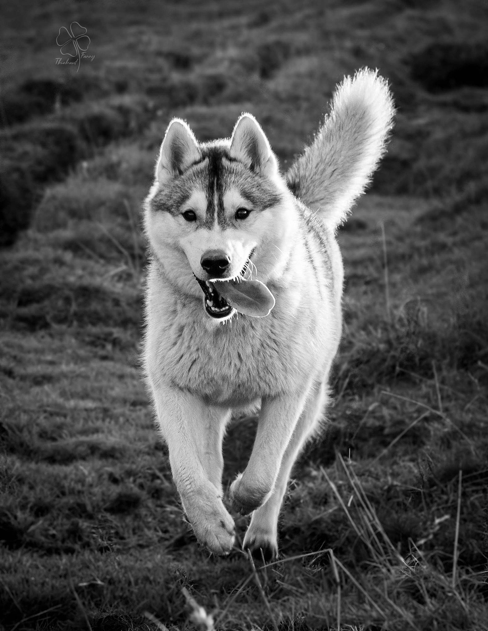 Leïka a rejoint le concours — aidez-le/la à gagner de superbes lots ! black_and_white, canidae, carnivore, companion_dog, dog, dog_breed, fang, fur, grass, happy, monochrome, monochrome_photography, plant, snout, sporting_group, stock_photography, style, tail, terrestrial_animal, whiskers
