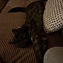 animal, brown, cat, comfort, couch, cozy, dark_fur, domestic_cat, feline, furniture, home, indoor, laying_down, pet, pillow, relaxed, resting, sleepy, soft_texture, stretching